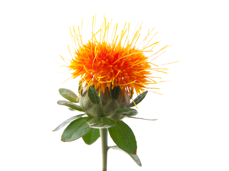 Carthamus concentraat  L-WS