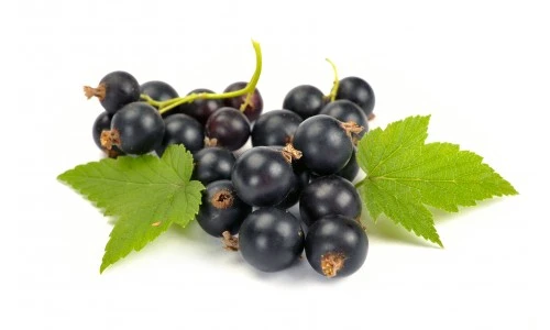 Cassis F-45