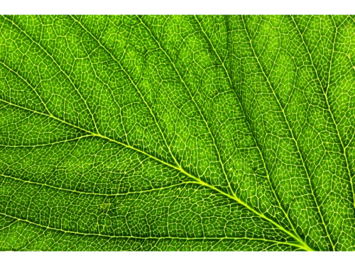 Koper-chlorophylinen 2% E-141 L-WS