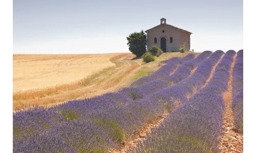 Lavendel