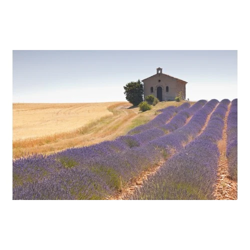 Lavendel